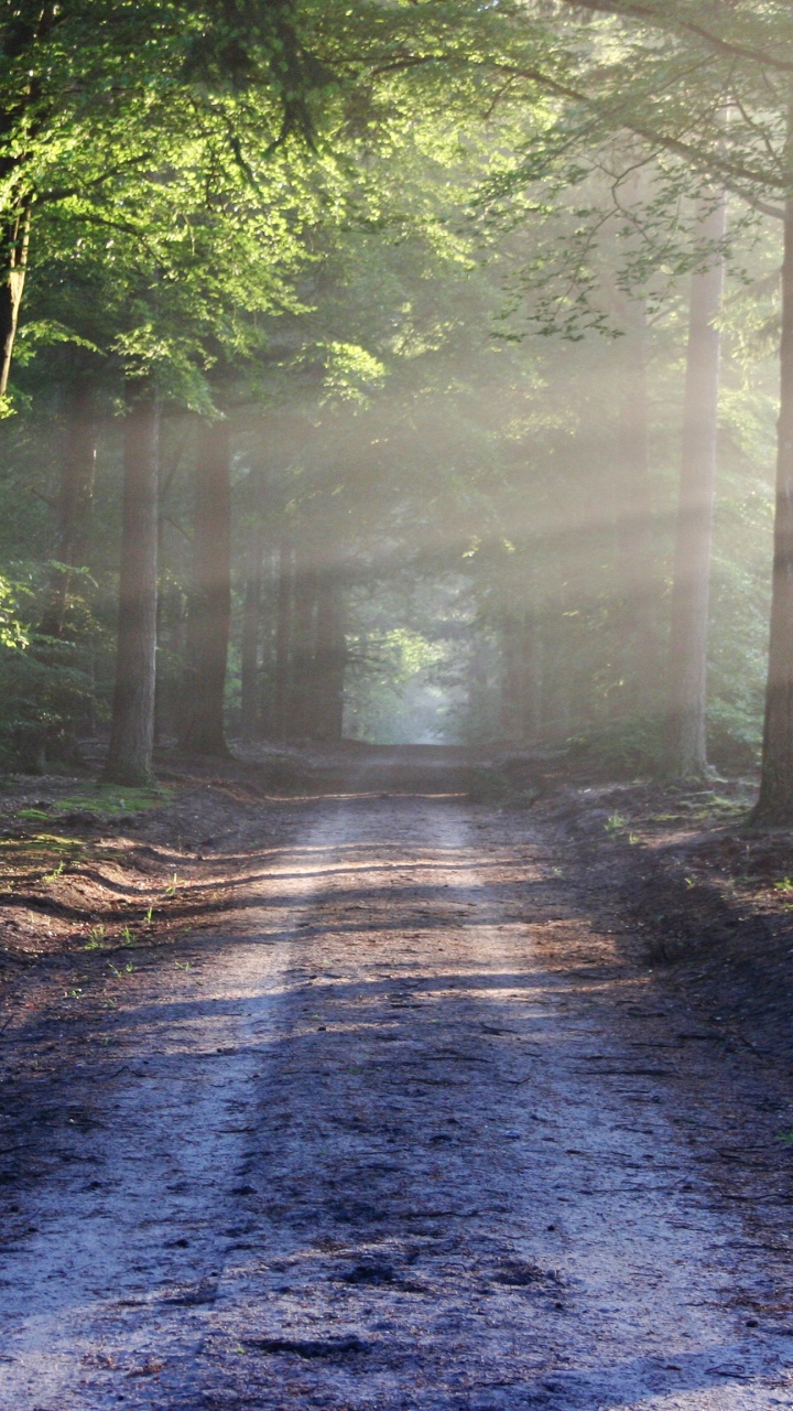Chemin Entre Les Arbres Pendant la Journée. Wallpaper in 720x1280 Resolution