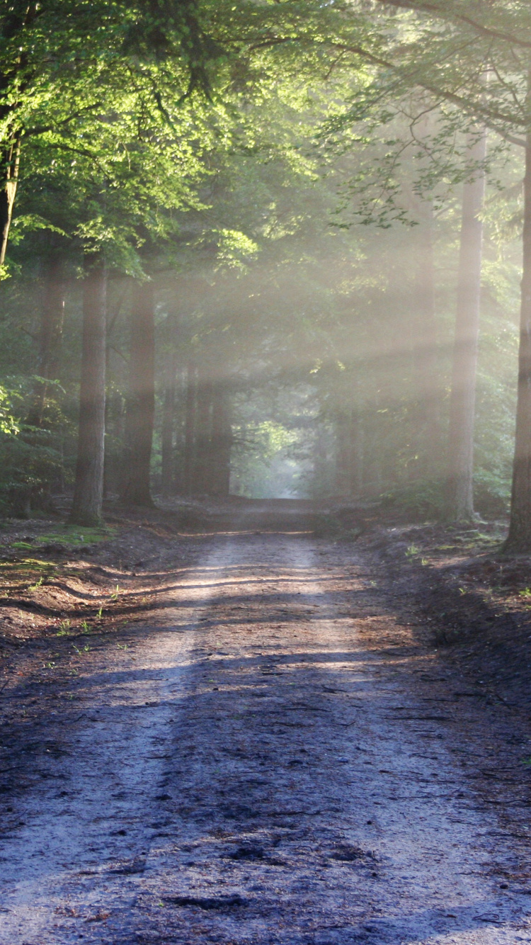Chemin Entre Les Arbres Pendant la Journée. Wallpaper in 750x1334 Resolution