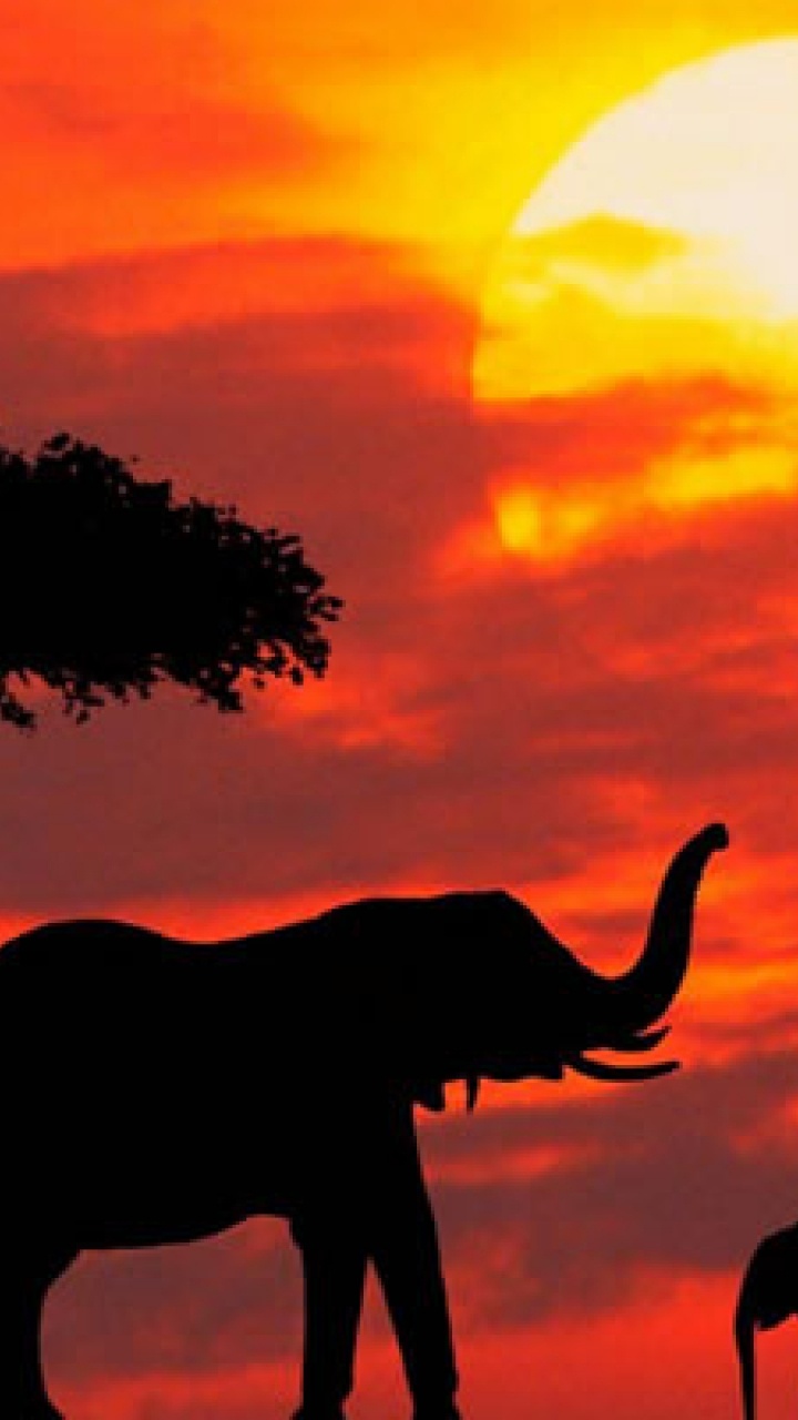 Silhouette of Elephant Standing Beside Tree During Sunset. Wallpaper in 720x1280 Resolution