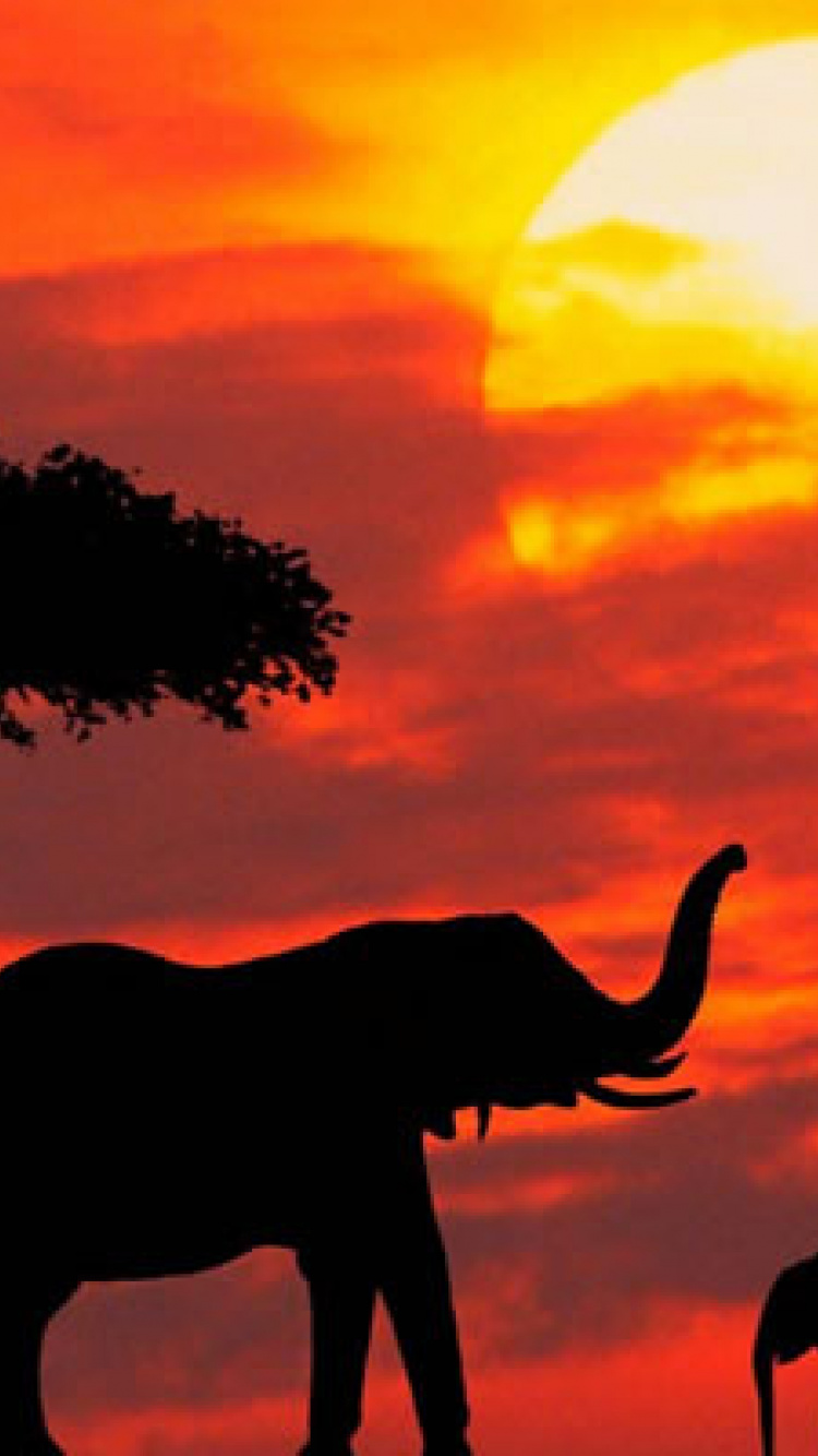 Silhouette of Elephant Standing Beside Tree During Sunset. Wallpaper in 750x1334 Resolution
