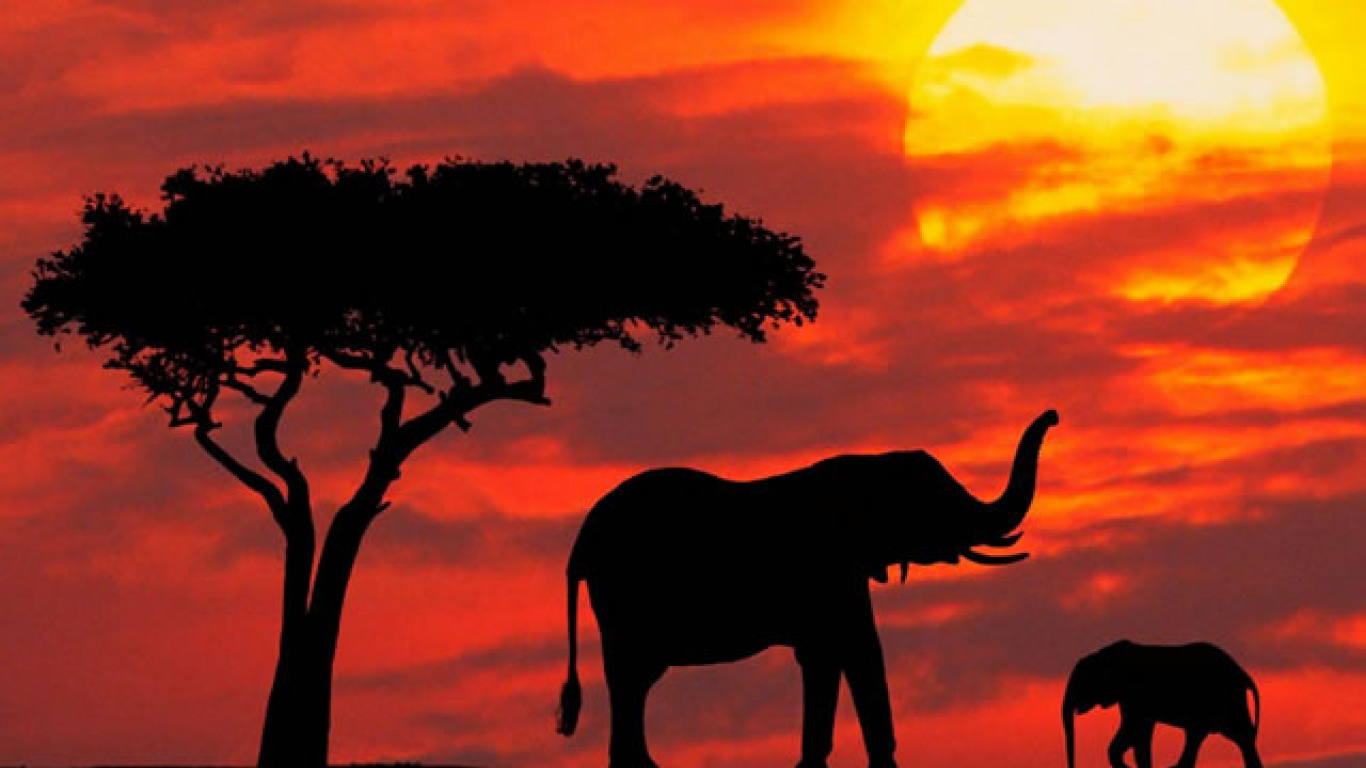 Silueta de Elefante de Pie Junto al Árbol Durante la Puesta de Sol. Wallpaper in 1366x768 Resolution