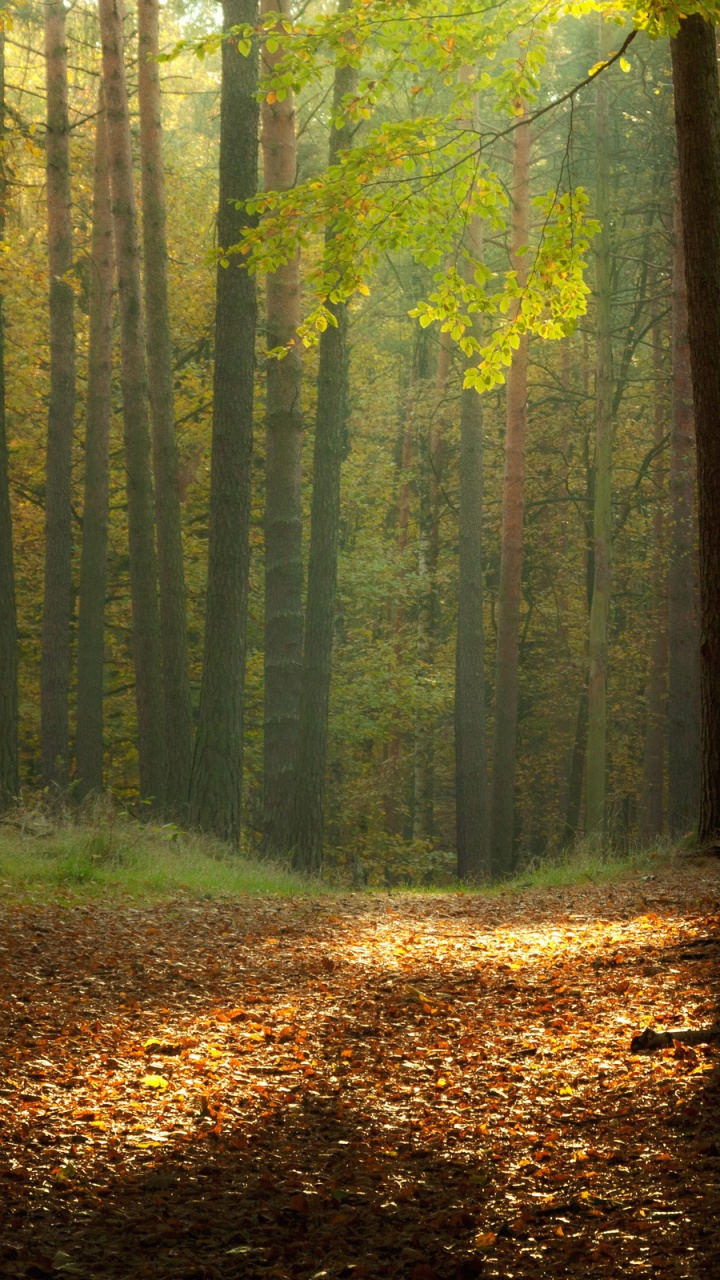 Brown Leaves on Ground Surrounded by Trees. Wallpaper in 720x1280 Resolution