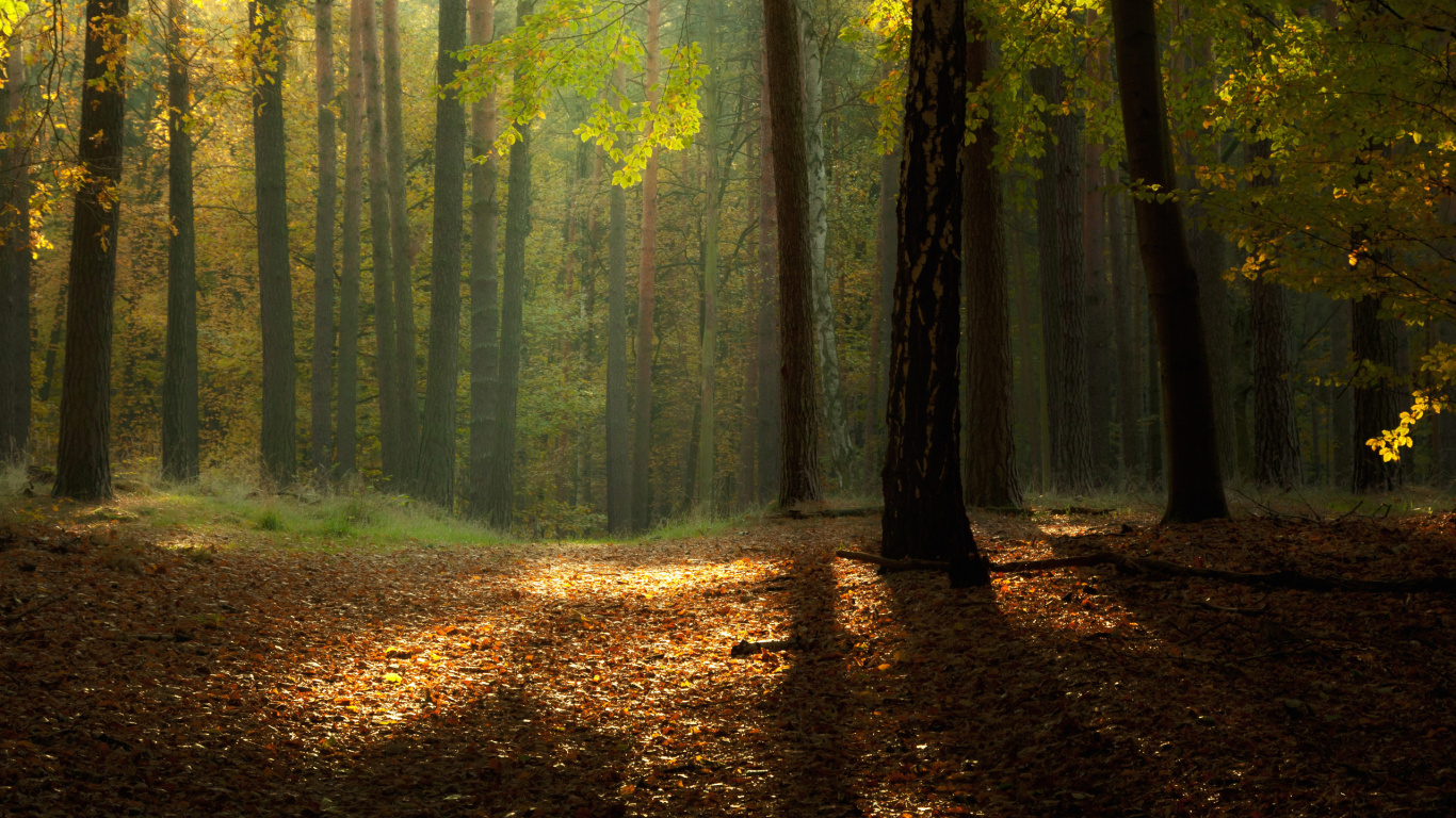 Feuilles Brunes au Sol Entourées D'arbres. Wallpaper in 1366x768 Resolution