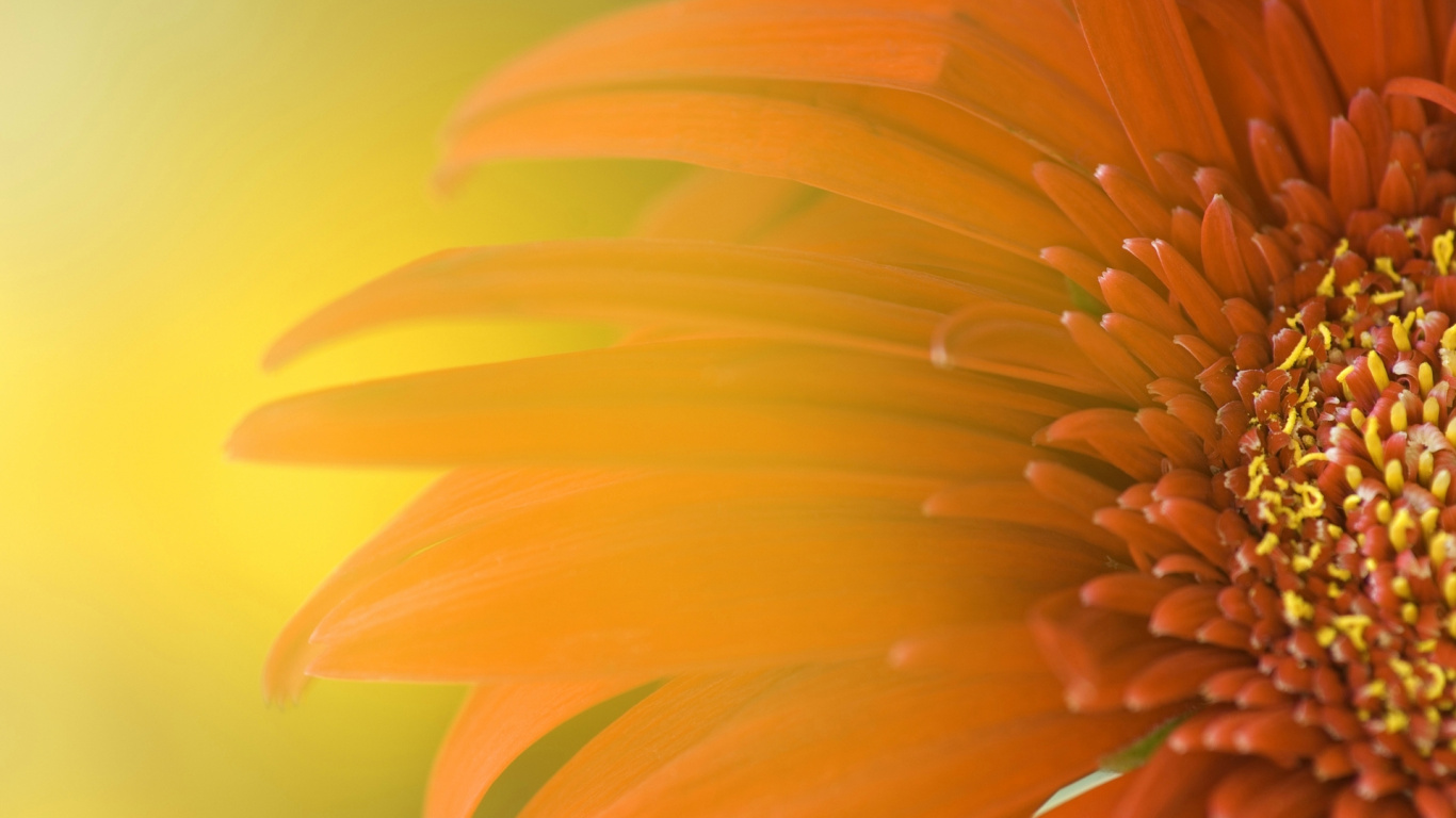 Gelbe Und Orangefarbene Blume in Nahaufnahmen. Wallpaper in 1366x768 Resolution