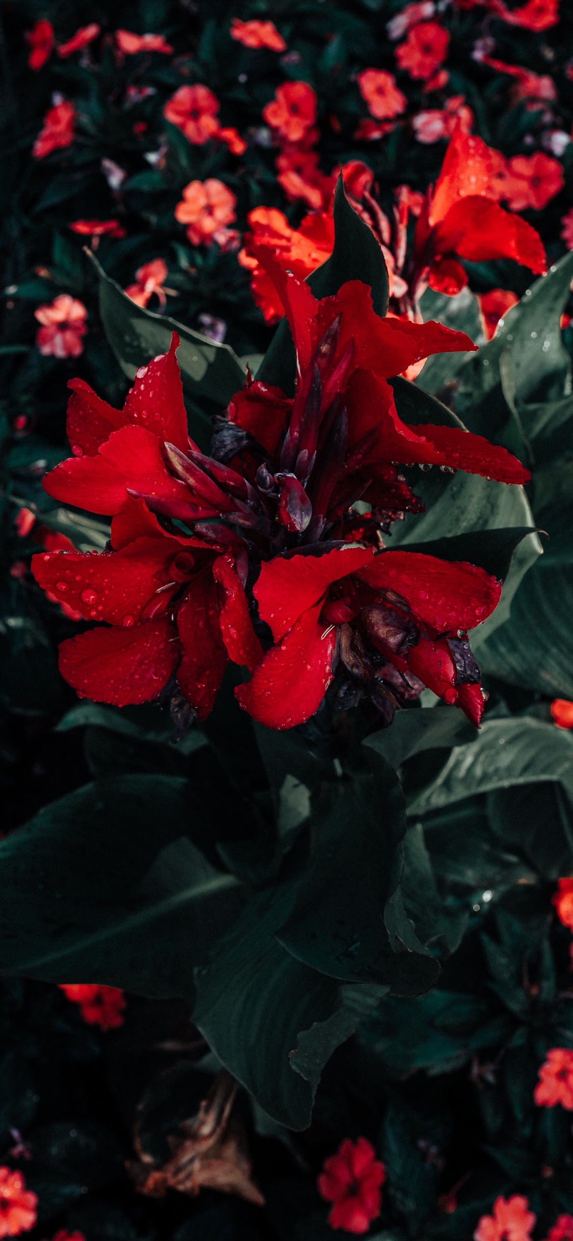 Red Flowers With Green Leaves. Wallpaper in 1125x2436 Resolution