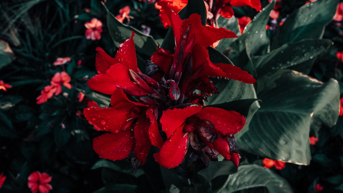 Red Flowers With Green Leaves. Wallpaper in 1366x768 Resolution