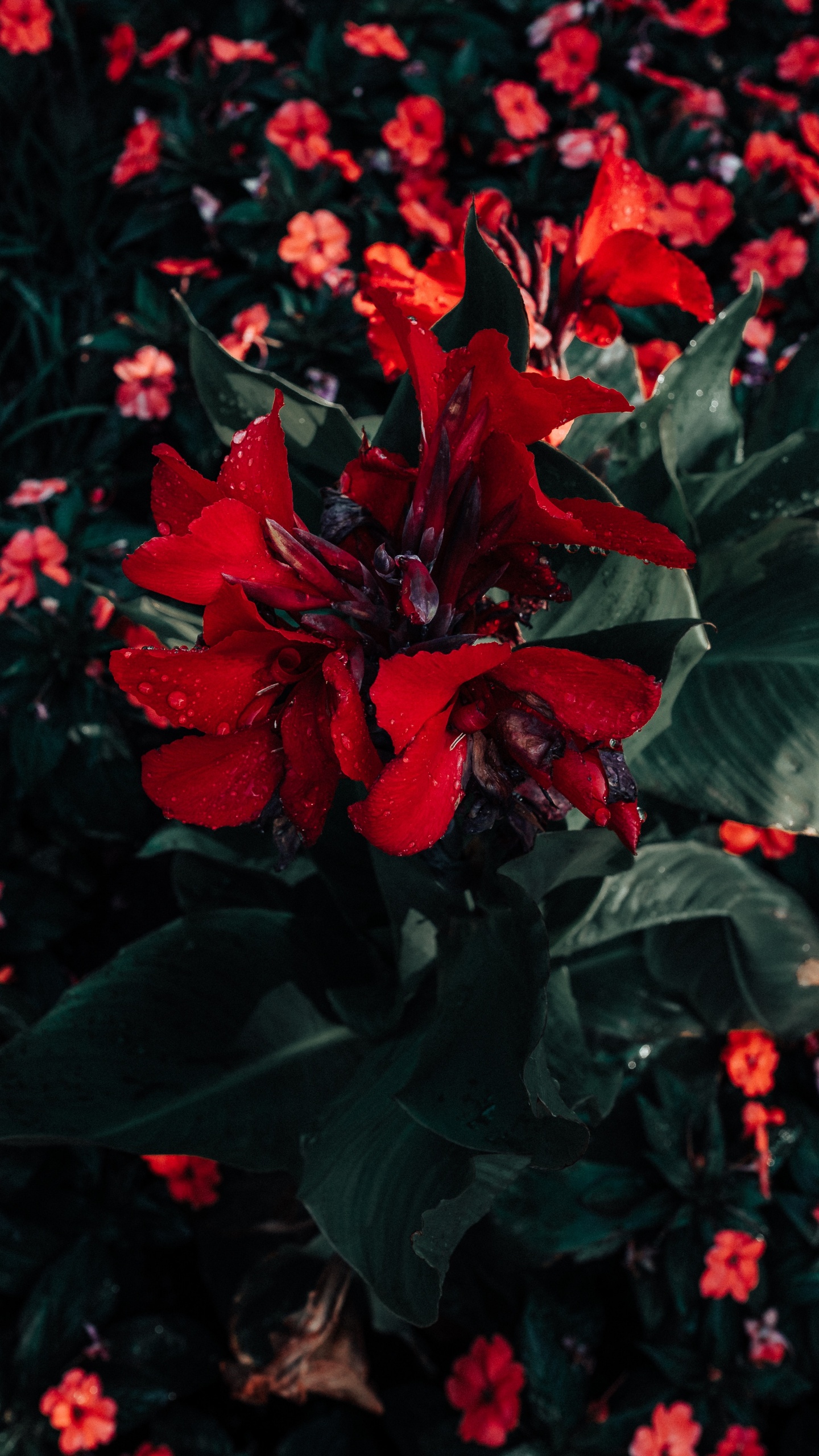 Red Flowers With Green Leaves. Wallpaper in 1440x2560 Resolution