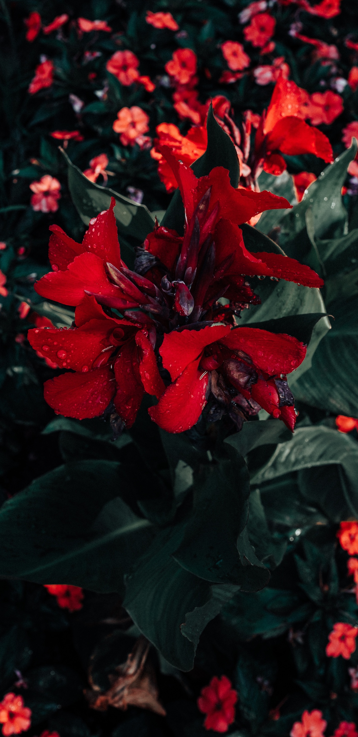Red Flowers With Green Leaves. Wallpaper in 1440x2960 Resolution