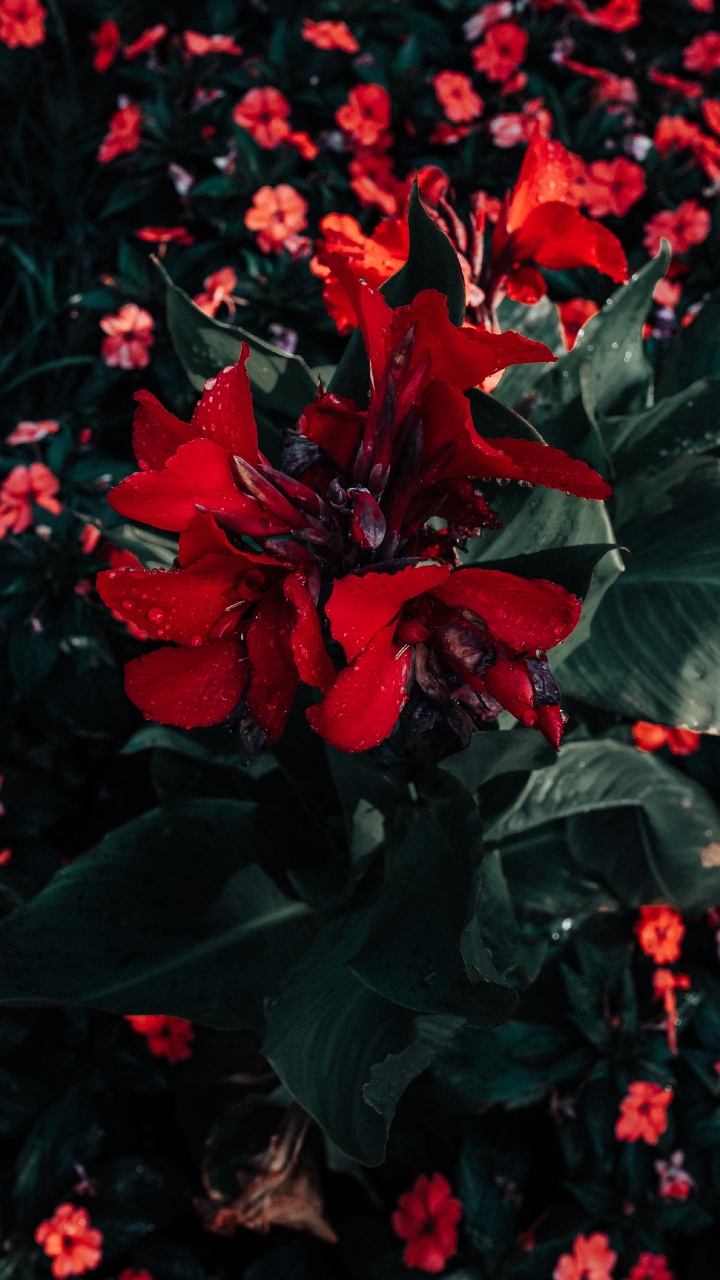 Red Flowers With Green Leaves. Wallpaper in 720x1280 Resolution