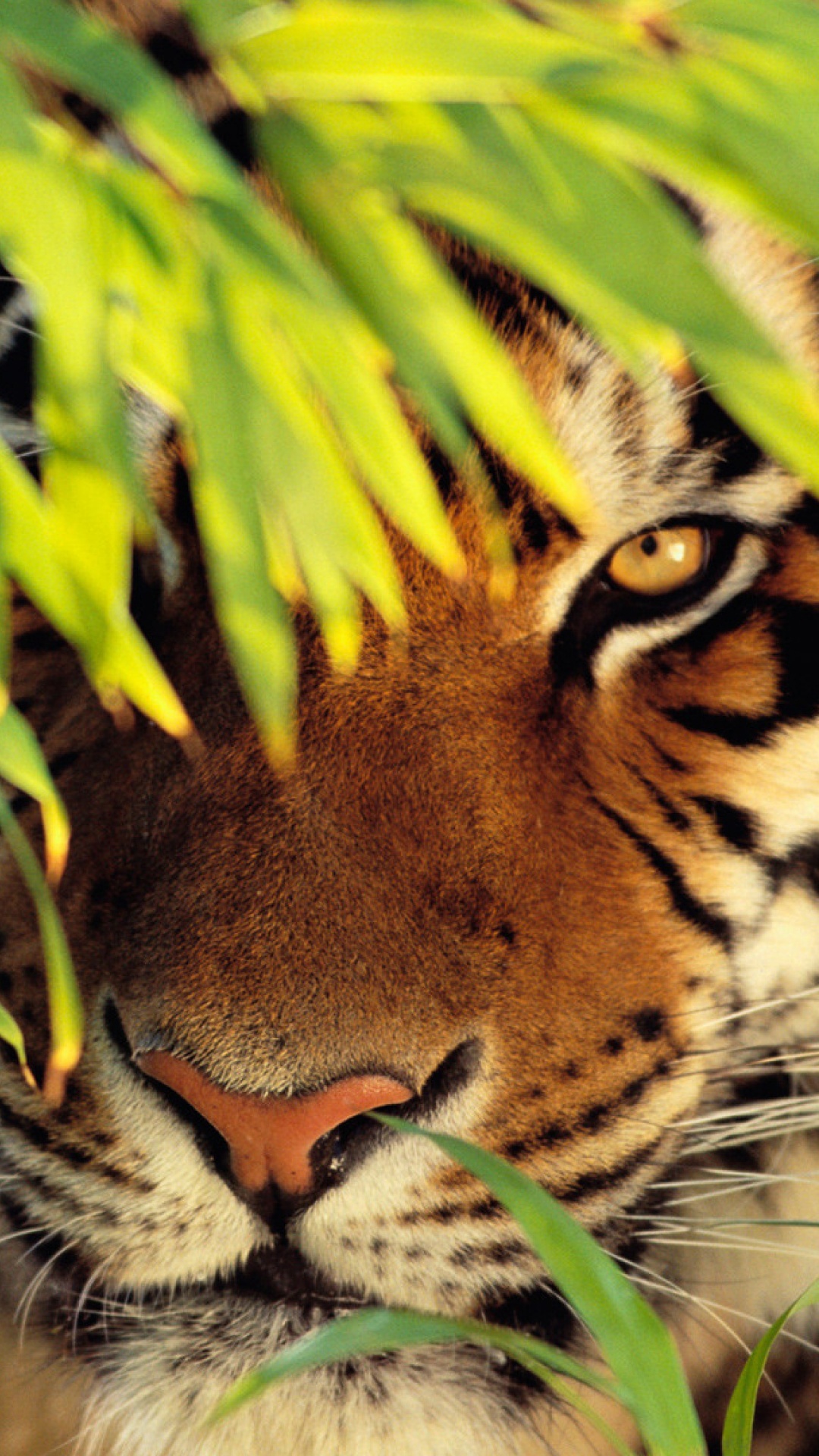 Tigre Blanc, Tigre, Pour Les Animaux Terrestres, Tigre du Bengale, Felidae. Wallpaper in 1080x1920 Resolution