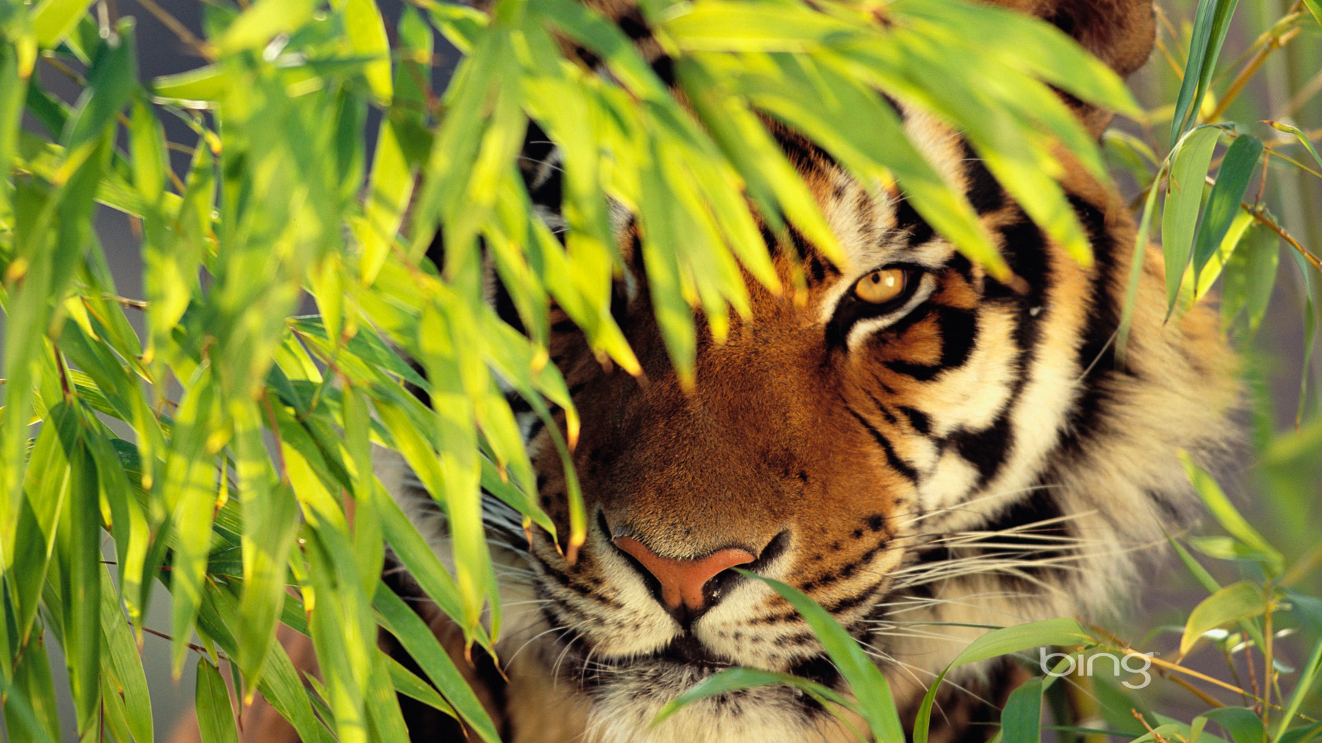 Tigre Blanco, Tigre, Fauna, Los Animales Terrestres, Tigre de Bengala. Wallpaper in 1920x1080 Resolution