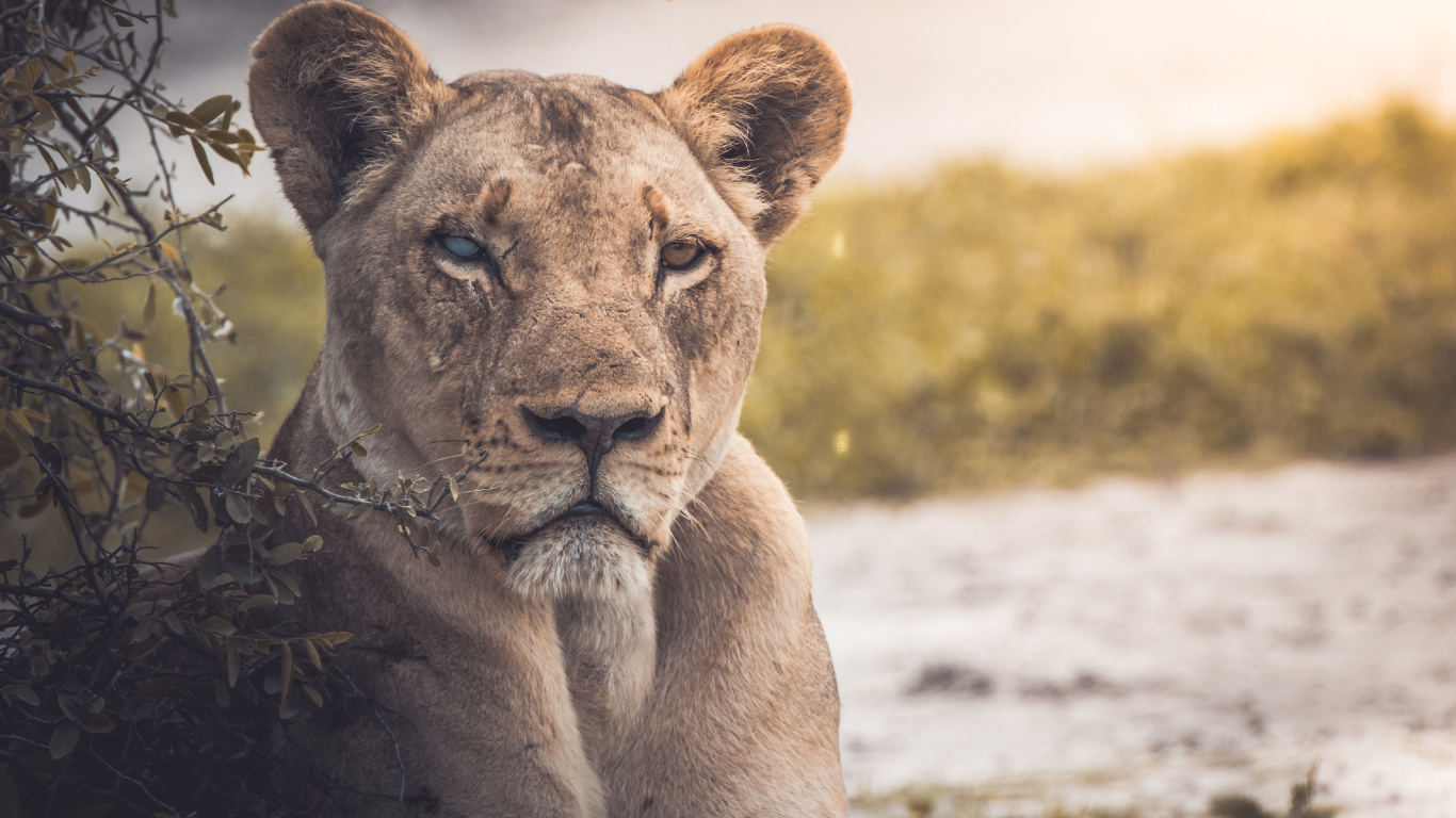 Brown Lioness Lying on Ground During Daytime. Wallpaper in 1366x768 Resolution