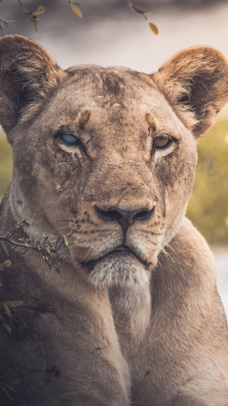Brown Lioness Lying on Ground During Daytime. Wallpaper in 750x1334 Resolution