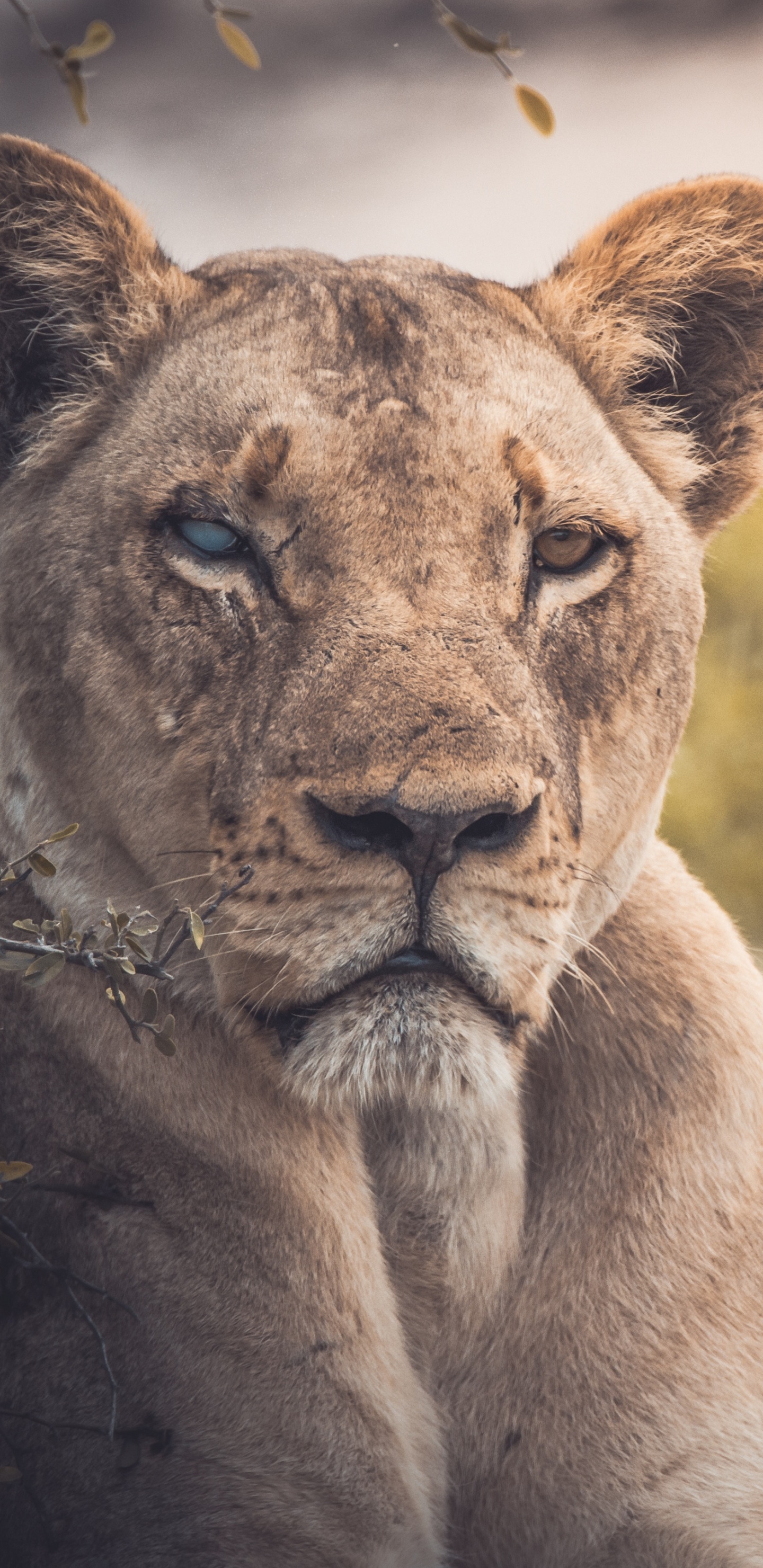 Leona Marrón Tumbado en el Suelo Durante el Día. Wallpaper in 1440x2960 Resolution