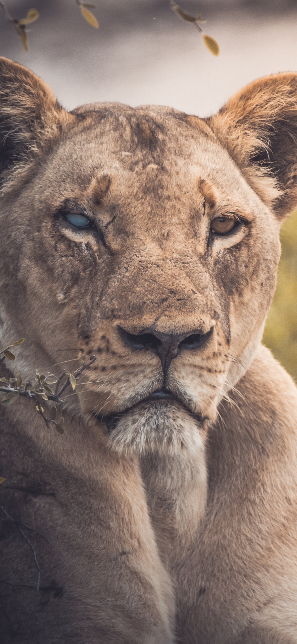 Braune Löwin Liegt Tagsüber Auf Dem Boden Ground. Wallpaper in 1242x2688 Resolution
