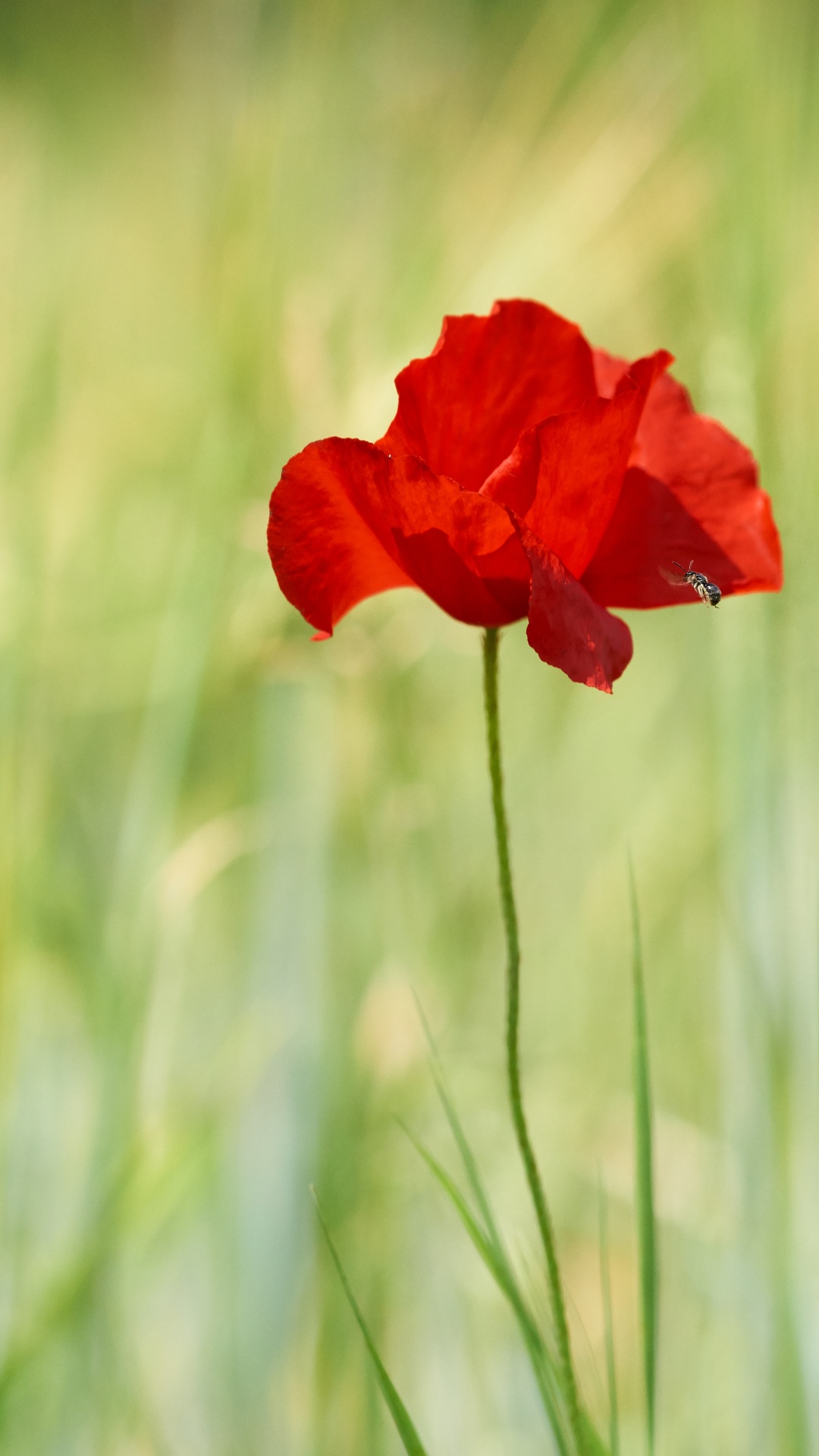Red Flower in Green Grass During Daytime. Wallpaper in 1080x1920 Resolution