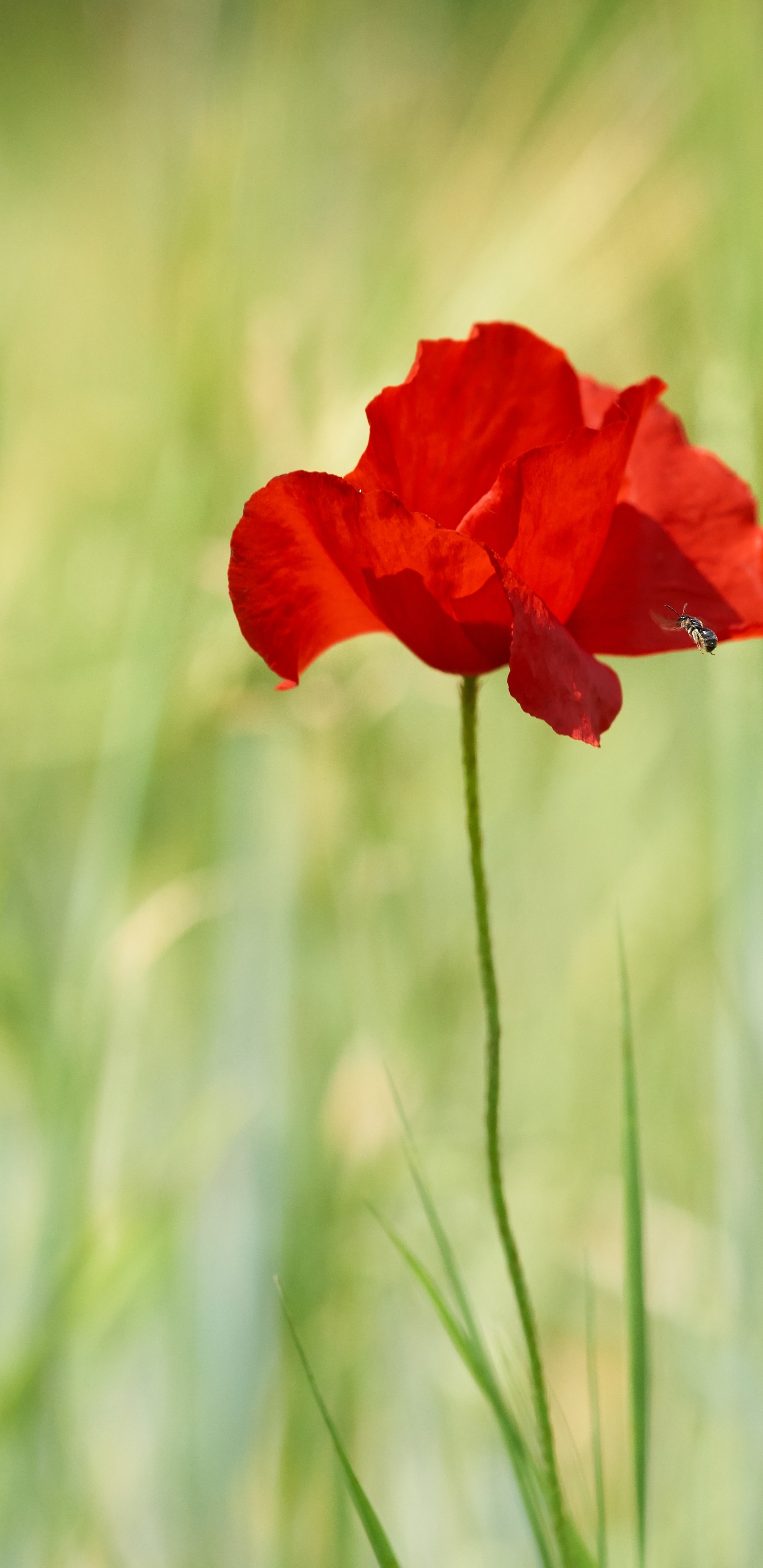 Red Flower in Green Grass During Daytime. Wallpaper in 1440x2960 Resolution