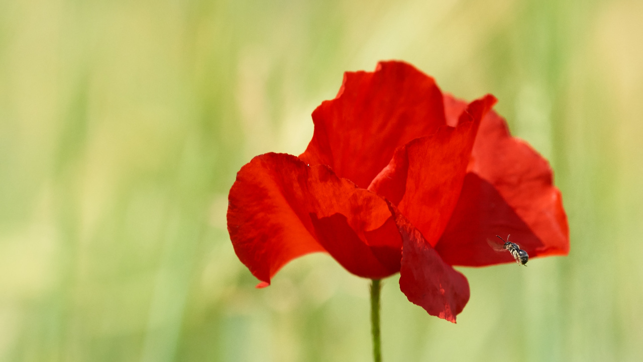 Rote Blume im Grünen Gras Tagsüber. Wallpaper in 1280x720 Resolution