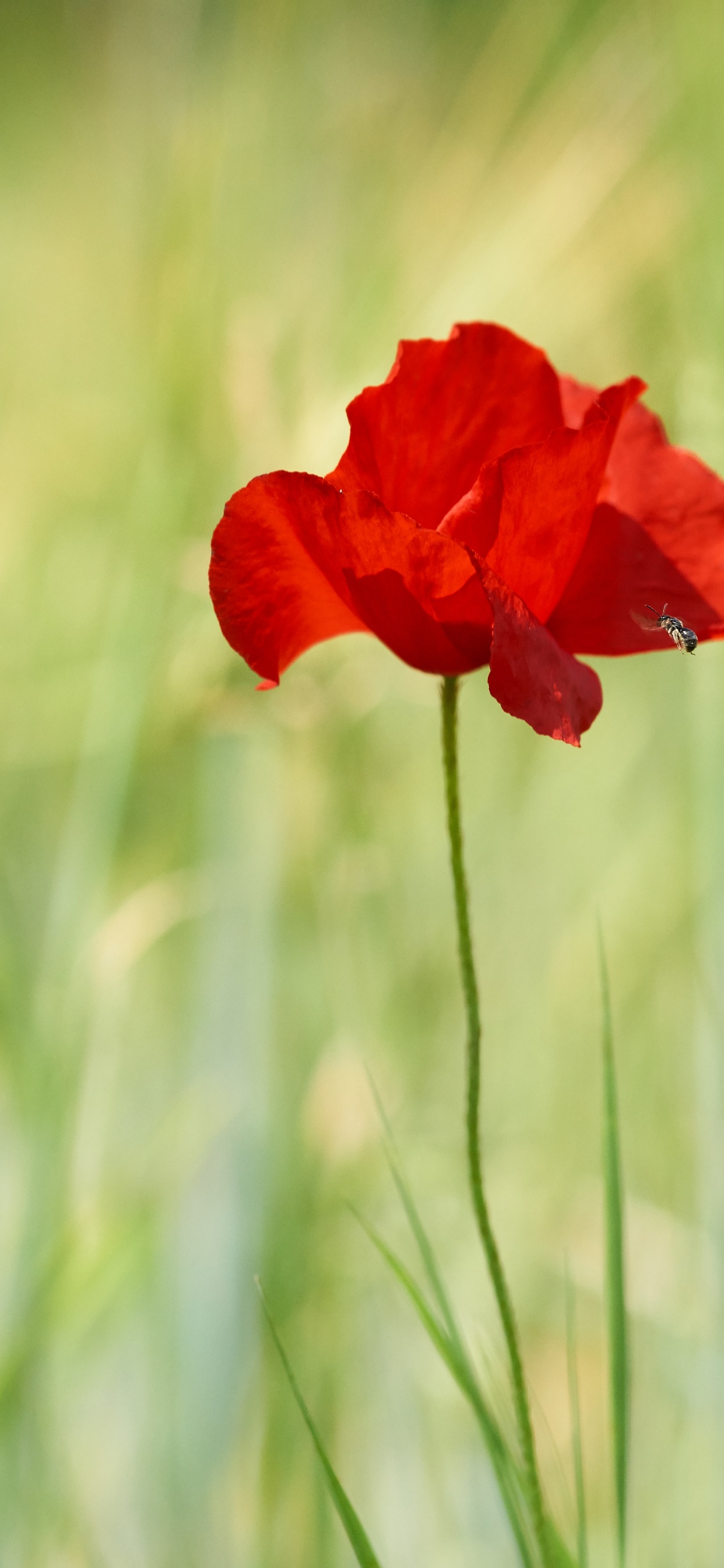 Fleur Rouge Dans L'herbe Verte Pendant la Journée. Wallpaper in 1242x2688 Resolution
