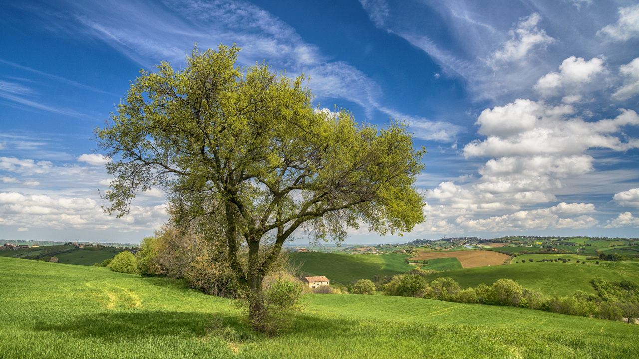 Grüne Wiese Mit Bäumen Unter Blauem Himmel Tagsüber. Wallpaper in 1280x720 Resolution