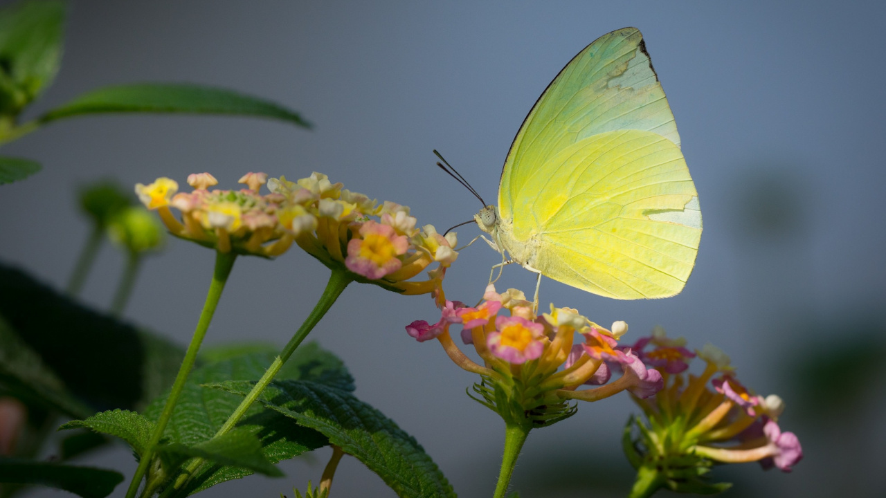 Green Butterfly Perched on Yellow Flower in Close up Photography During Daytime. Wallpaper in 1280x720 Resolution