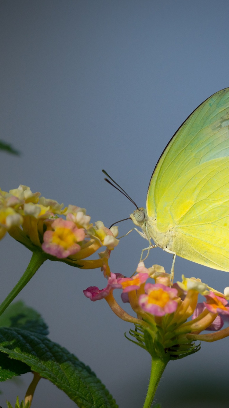 Green Butterfly Perched on Yellow Flower in Close up Photography During Daytime. Wallpaper in 750x1334 Resolution