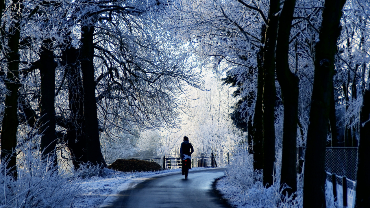 Person in Red Jacket Walking on Pathway Between Trees. Wallpaper in 1280x720 Resolution