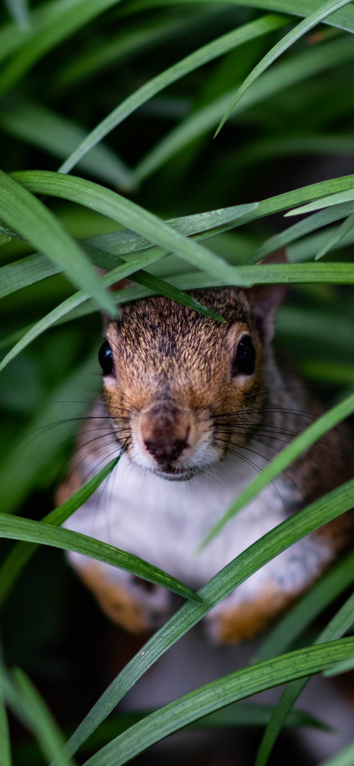 Brown and White Squirrel on Green Grass During Daytime. Wallpaper in 1242x2688 Resolution