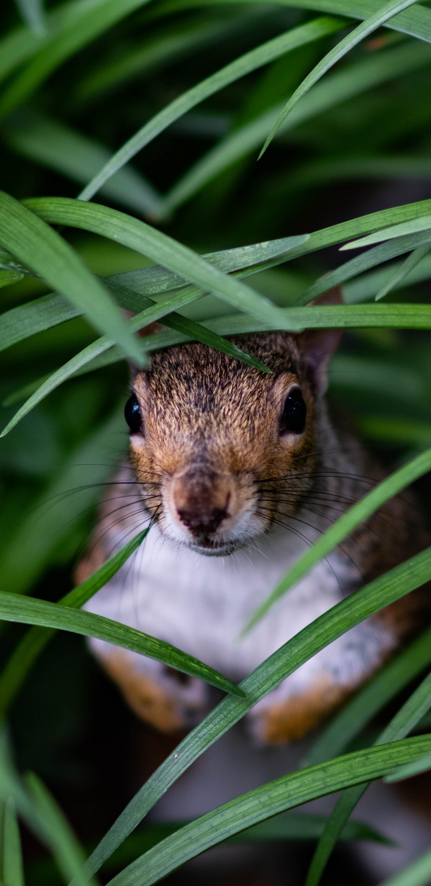 Brown and White Squirrel on Green Grass During Daytime. Wallpaper in 1440x2960 Resolution