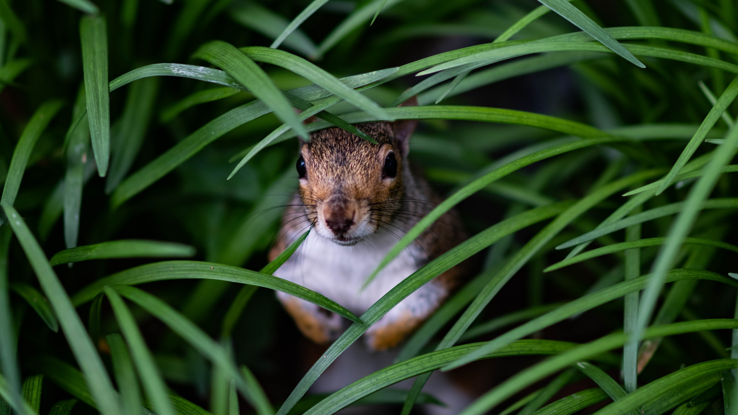 Brown and White Squirrel on Green Grass During Daytime. Wallpaper in 2560x1440 Resolution