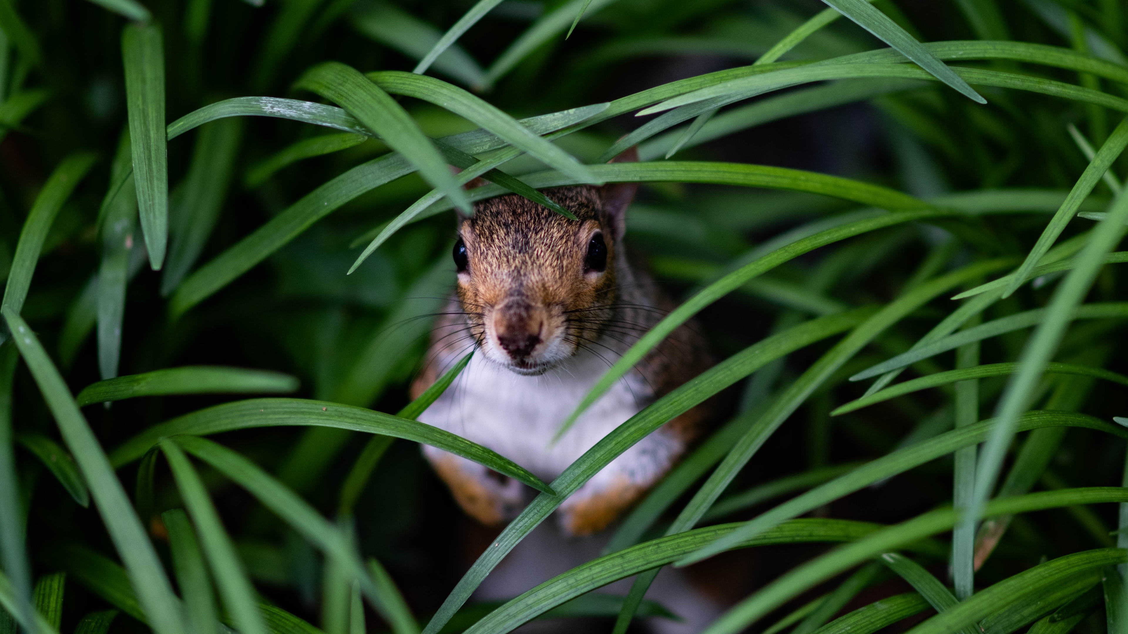 Brown and White Squirrel on Green Grass During Daytime. Wallpaper in 3840x2160 Resolution
