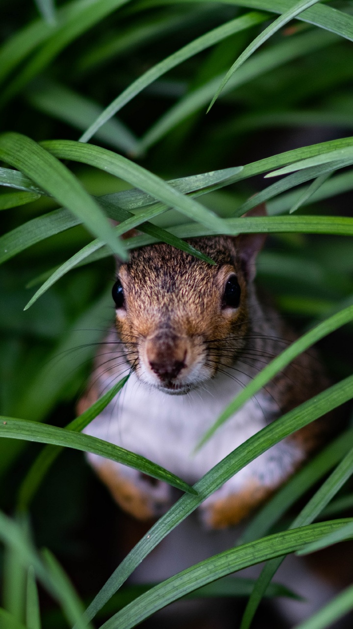 Brown and White Squirrel on Green Grass During Daytime. Wallpaper in 720x1280 Resolution