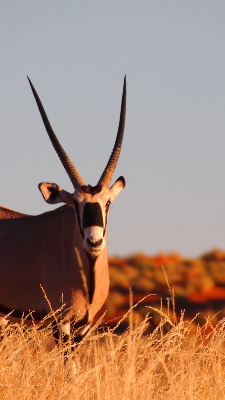 野生动物, Safari, 南非, 旅行, 喇叭 壁纸 720x1280 允许