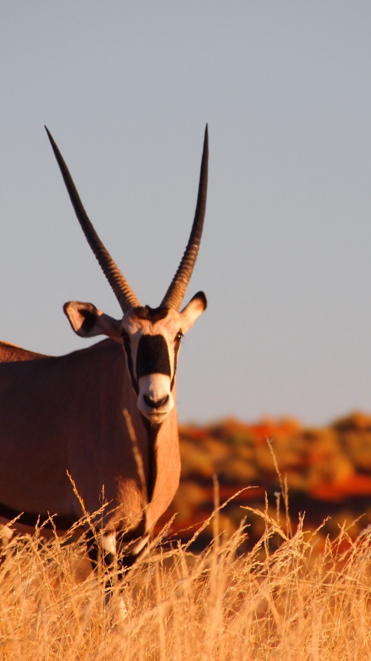 野生动物, Safari, 南非, 旅行, 喇叭 壁纸 750x1334 允许