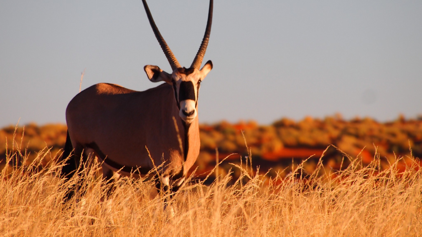 Cerf Brun Sur Terrain D'herbe Brune Pendant la Journée. Wallpaper in 1366x768 Resolution