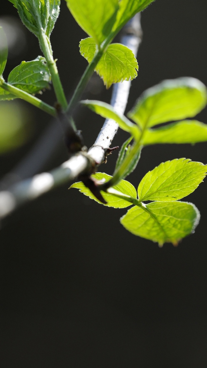 Green Leaf Plant in Close up Photography. Wallpaper in 720x1280 Resolution