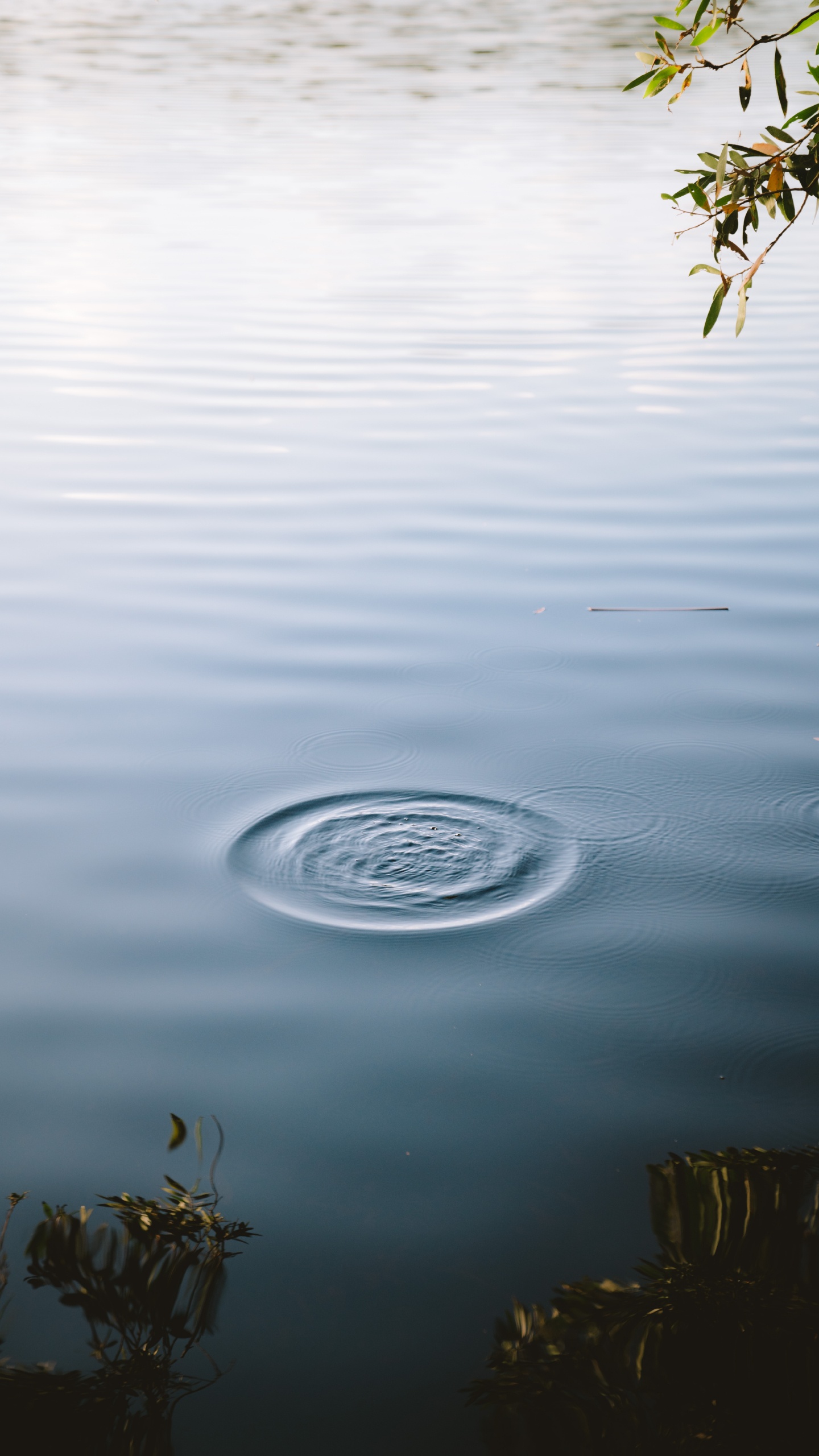 Calma, Estatua, Agua, Lago, Verde. Wallpaper in 1440x2560 Resolution
