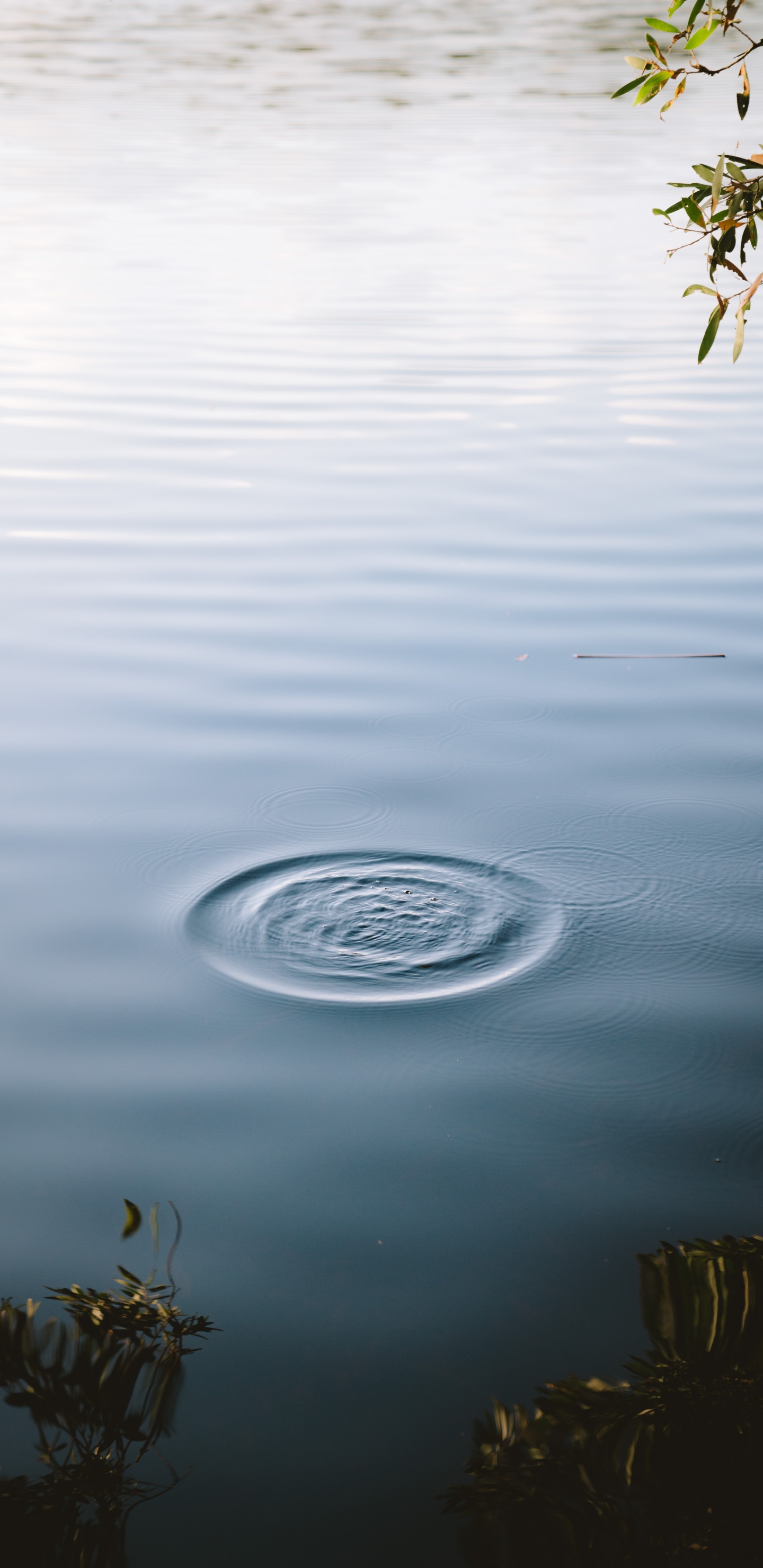 Calma, Estatua, Agua, Lago, Verde. Wallpaper in 1440x2960 Resolution