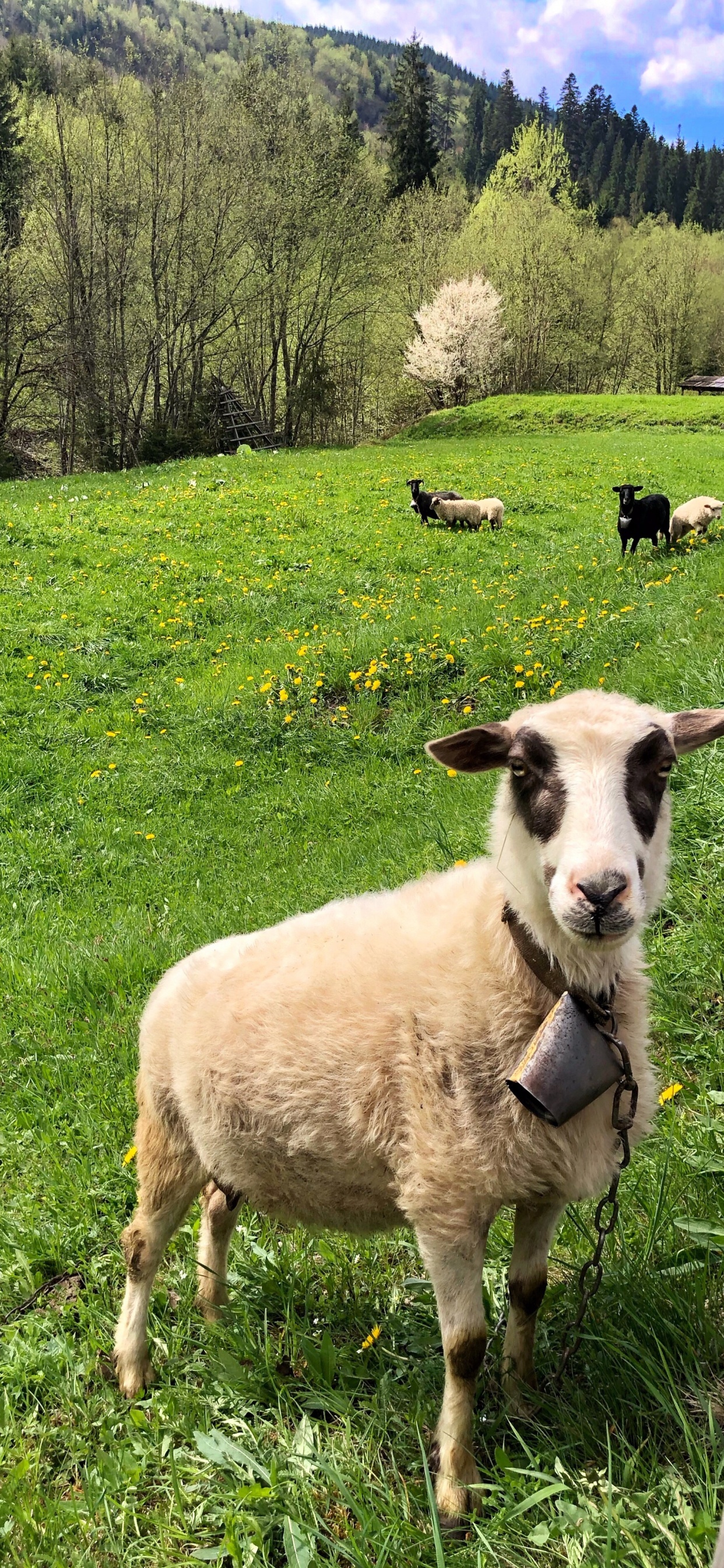 Sheep, Grass, Natural Environment, Green, Pasture. Wallpaper in 1242x2688 Resolution