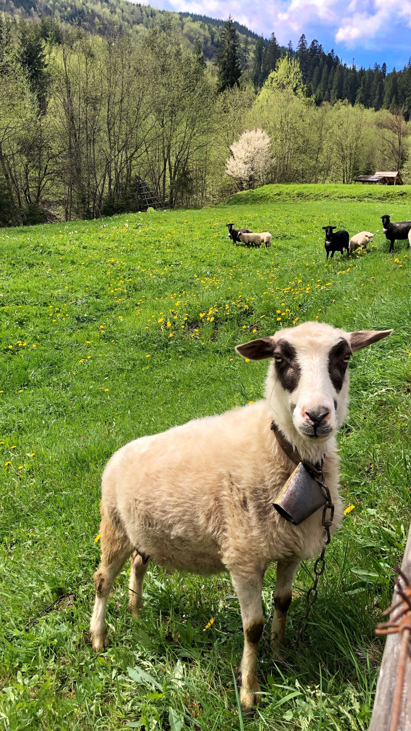 Sheep, Grass, Natural Environment, Green, Pasture. Wallpaper in 1440x2560 Resolution