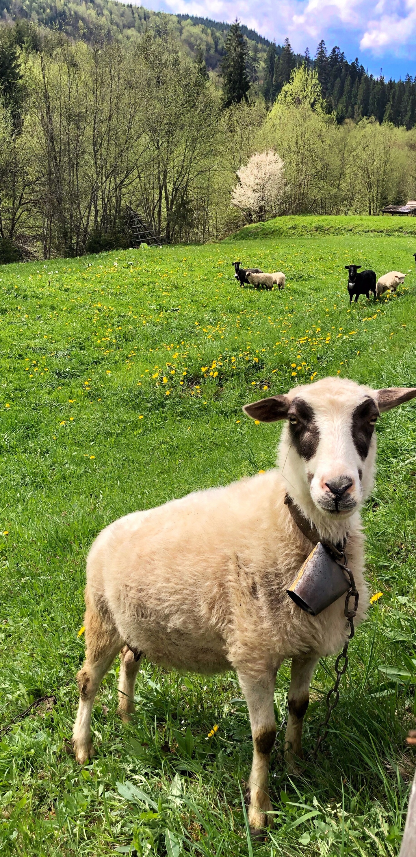 Sheep, Grass, Natural Environment, Green, Pasture. Wallpaper in 1440x2960 Resolution