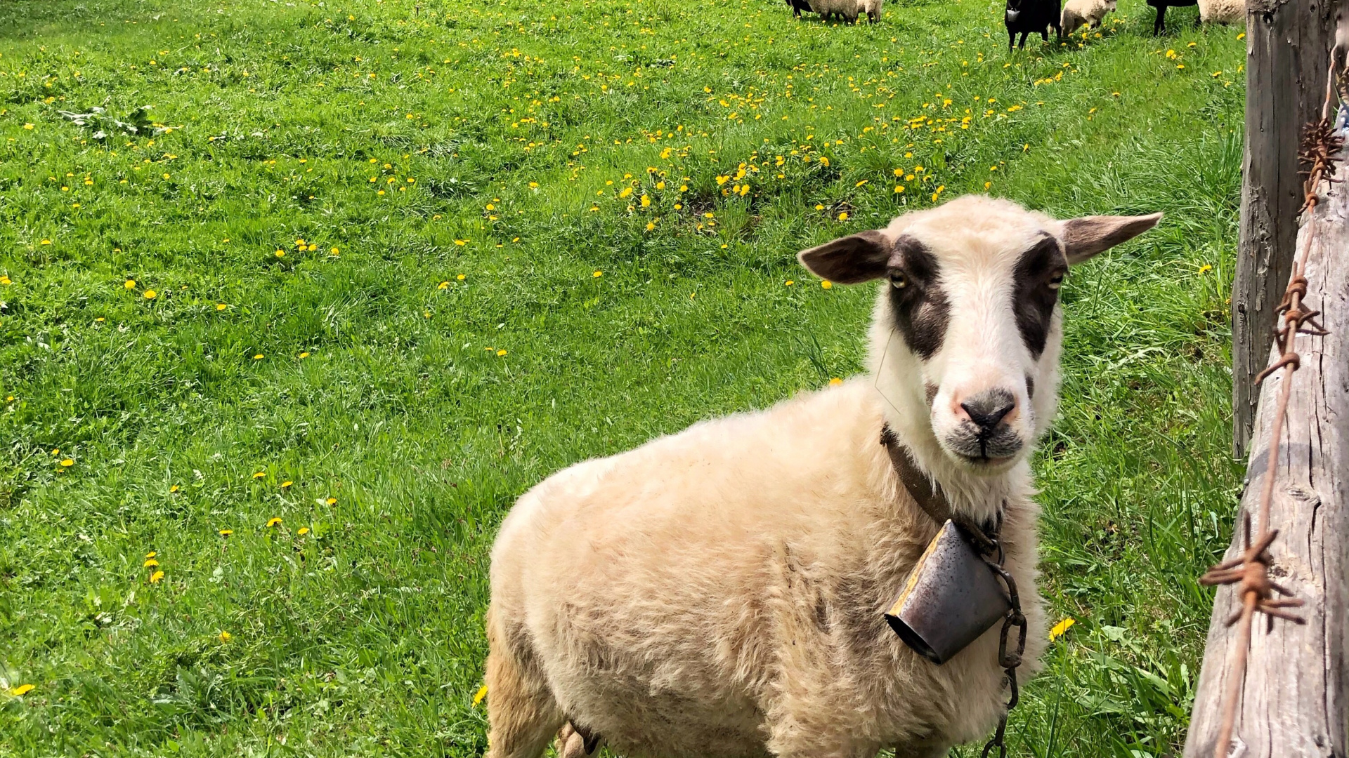 Sheep, Grass, Natural Environment, Green, Pasture. Wallpaper in 1920x1080 Resolution