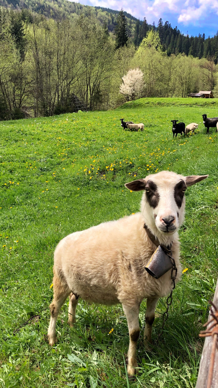 Sheep, Grass, Natural Environment, Green, Pasture. Wallpaper in 750x1334 Resolution