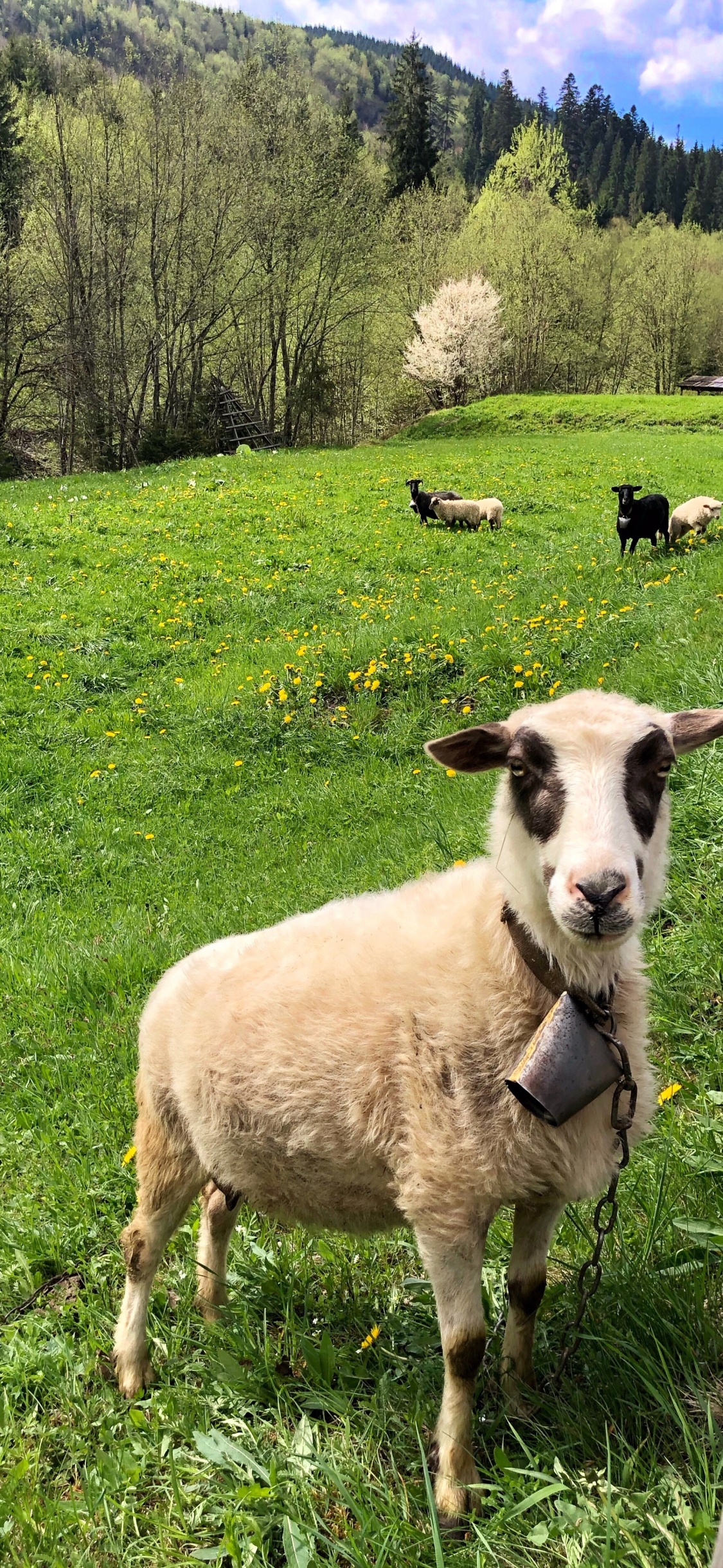 羊, 草, 自然环境, 绿色的, 自然景观 壁纸 1125x2436 允许