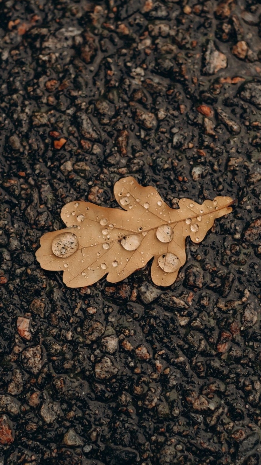 Blatt, Eiche, Fahrbahn, Asphalt, Holz. Wallpaper in 1080x1920 Resolution