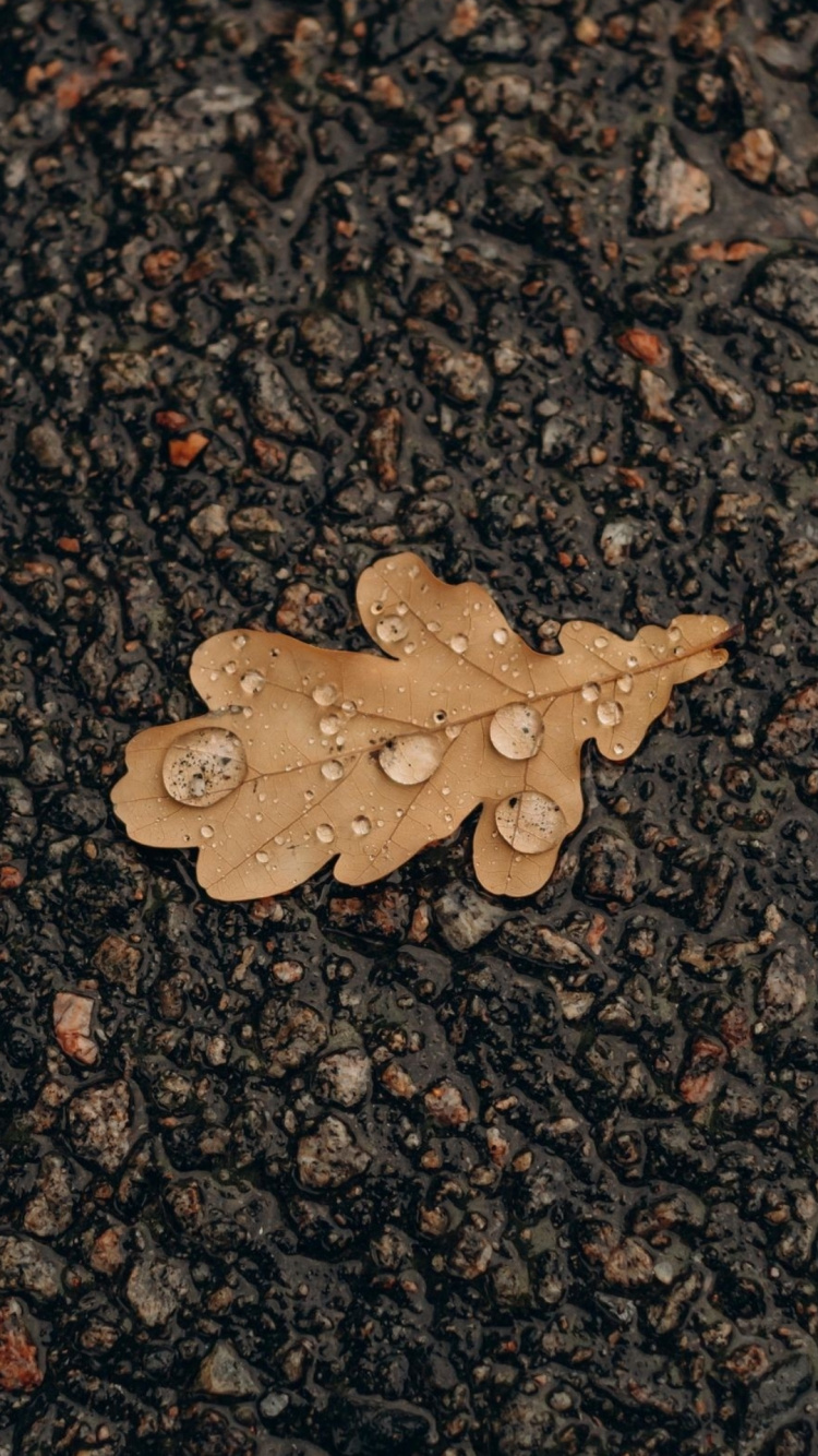 Feuille, Chêne, Surface de la Route, Asphalt, Pétale. Wallpaper in 750x1334 Resolution