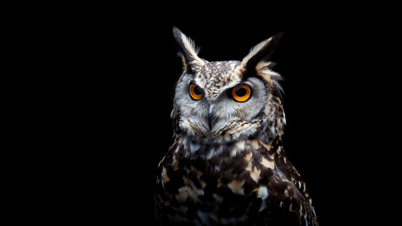 Brown and White Owl With Black Background. Wallpaper in 1280x720 Resolution
