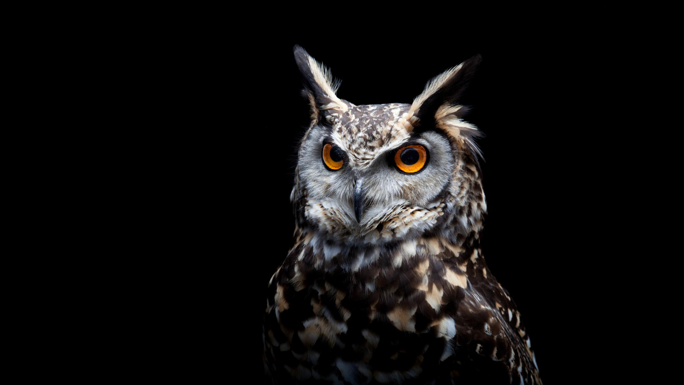 Brown and White Owl With Black Background. Wallpaper in 1366x768 Resolution