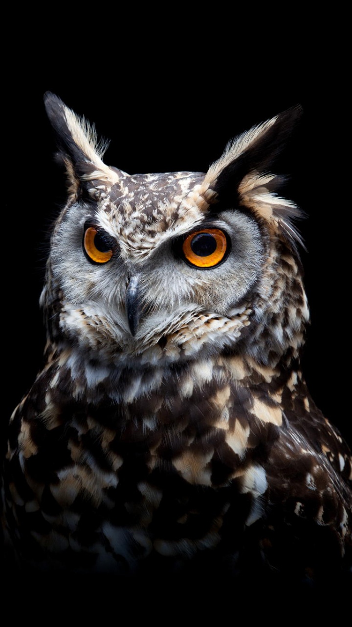 Brown and White Owl With Black Background. Wallpaper in 720x1280 Resolution