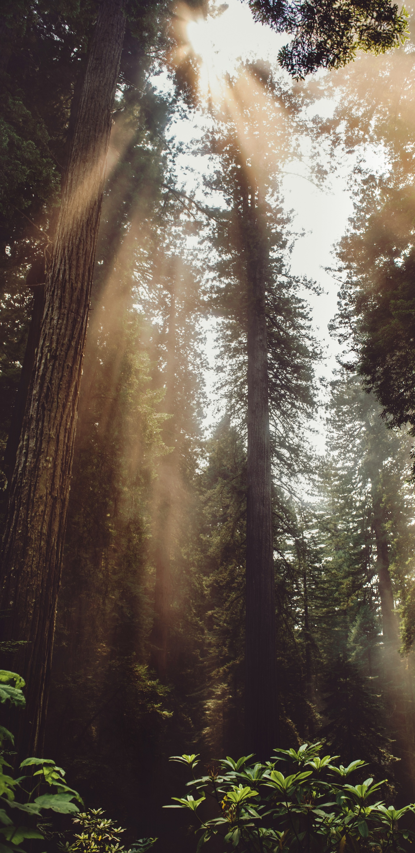 光, 丛林, 植被, 古老的森林, 阳光 壁纸 1440x2960 允许